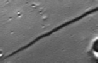 Rupes